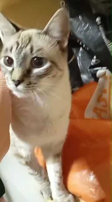 Коты и кошки в ответственные руки