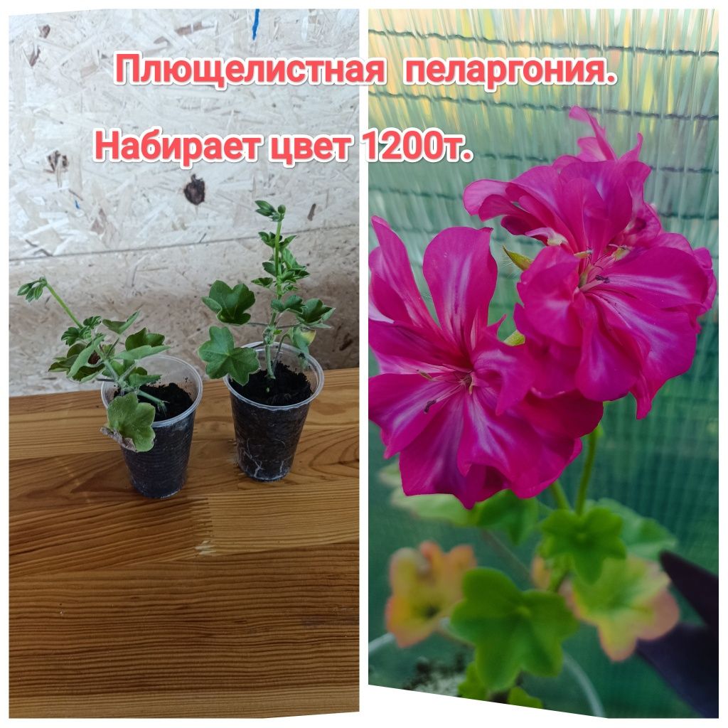 Пеларгонии, герань кжби