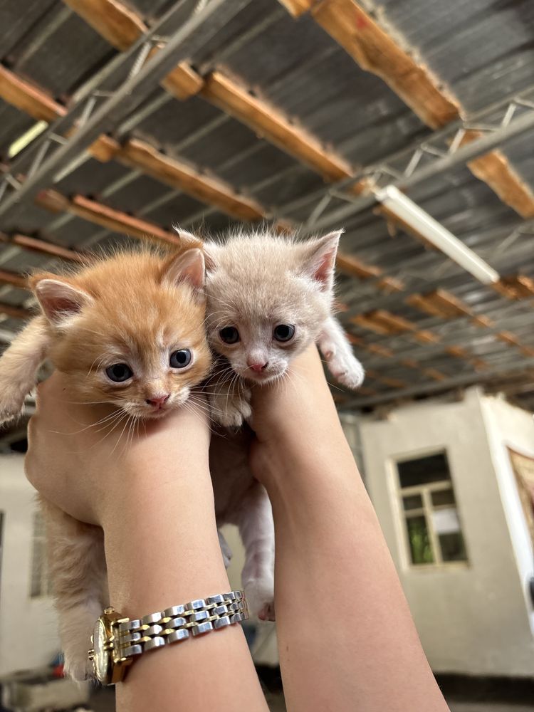 Кошка новорожденная