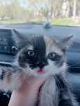 Кошка комуфляжно окраса приносит счастье .