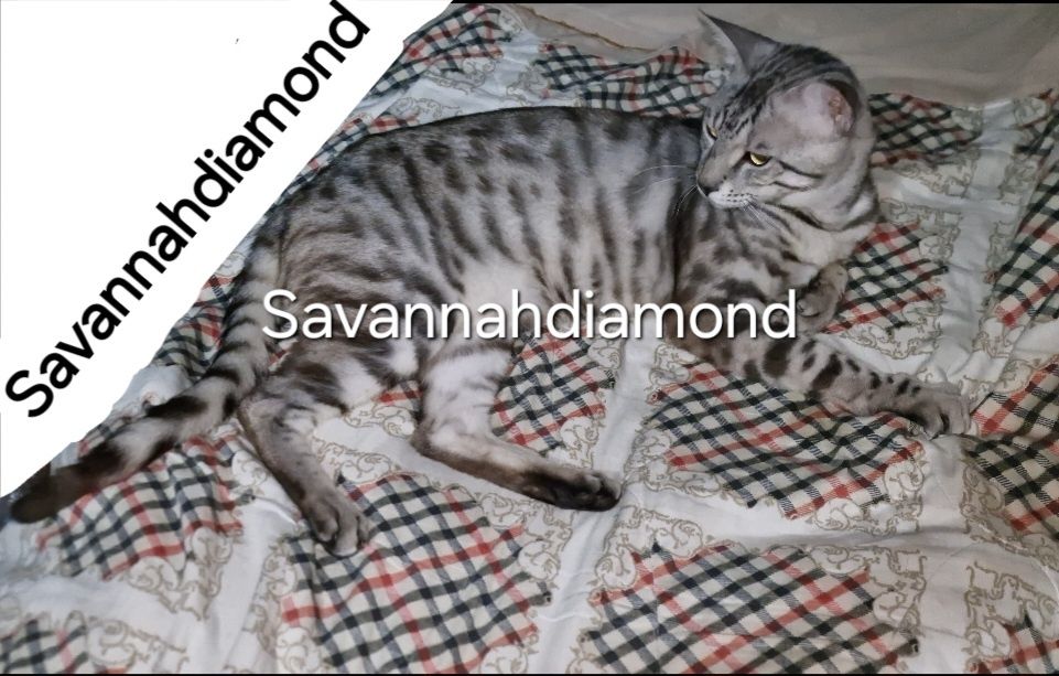 Котята саванна ф6