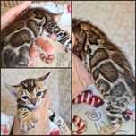 Роскошные бенгальские котята