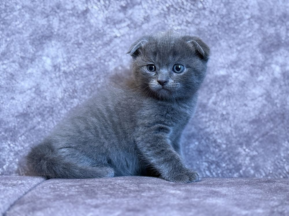 Котята Скоттиш фолд