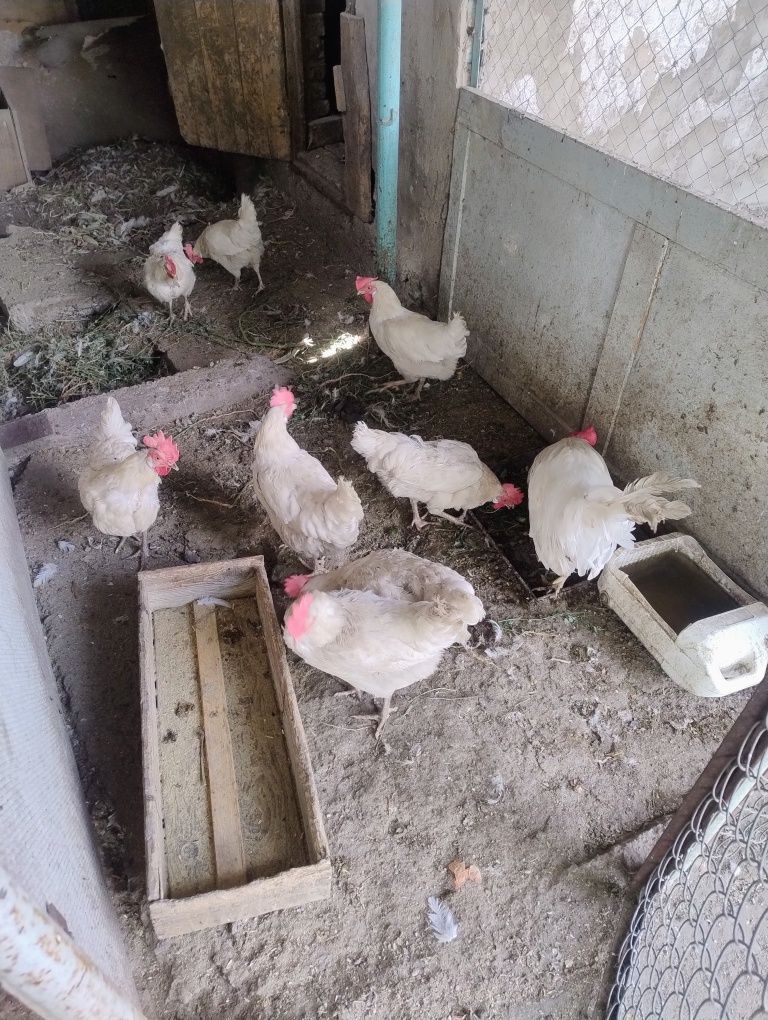 Продам домашних кур несушек