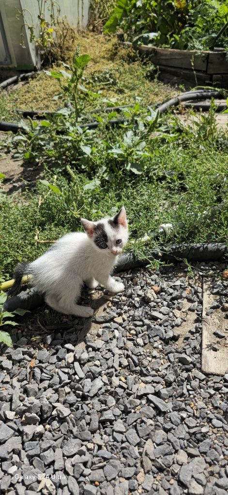 Отдам котят в хорошие руки