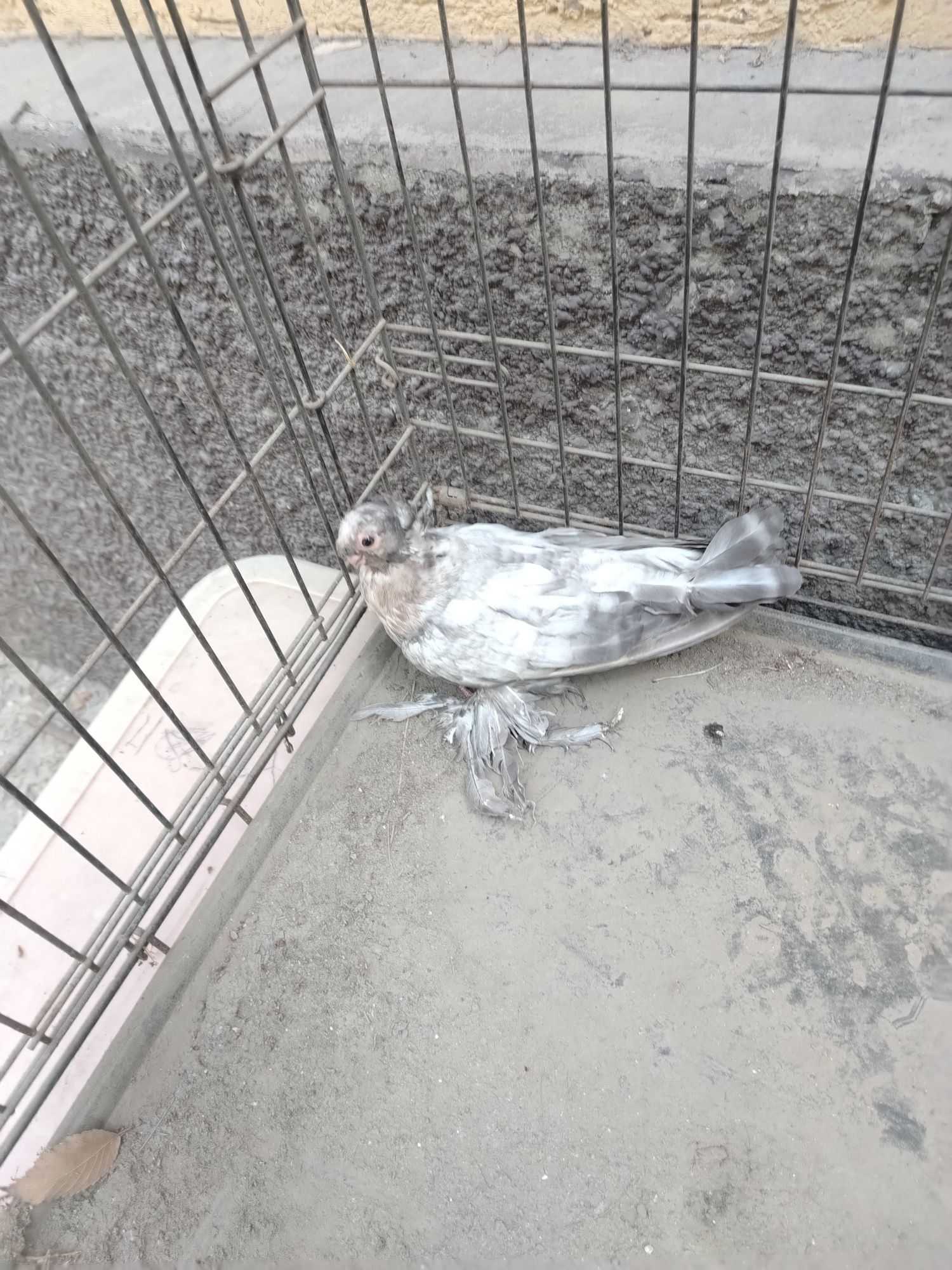 Продам голубку шелкарь