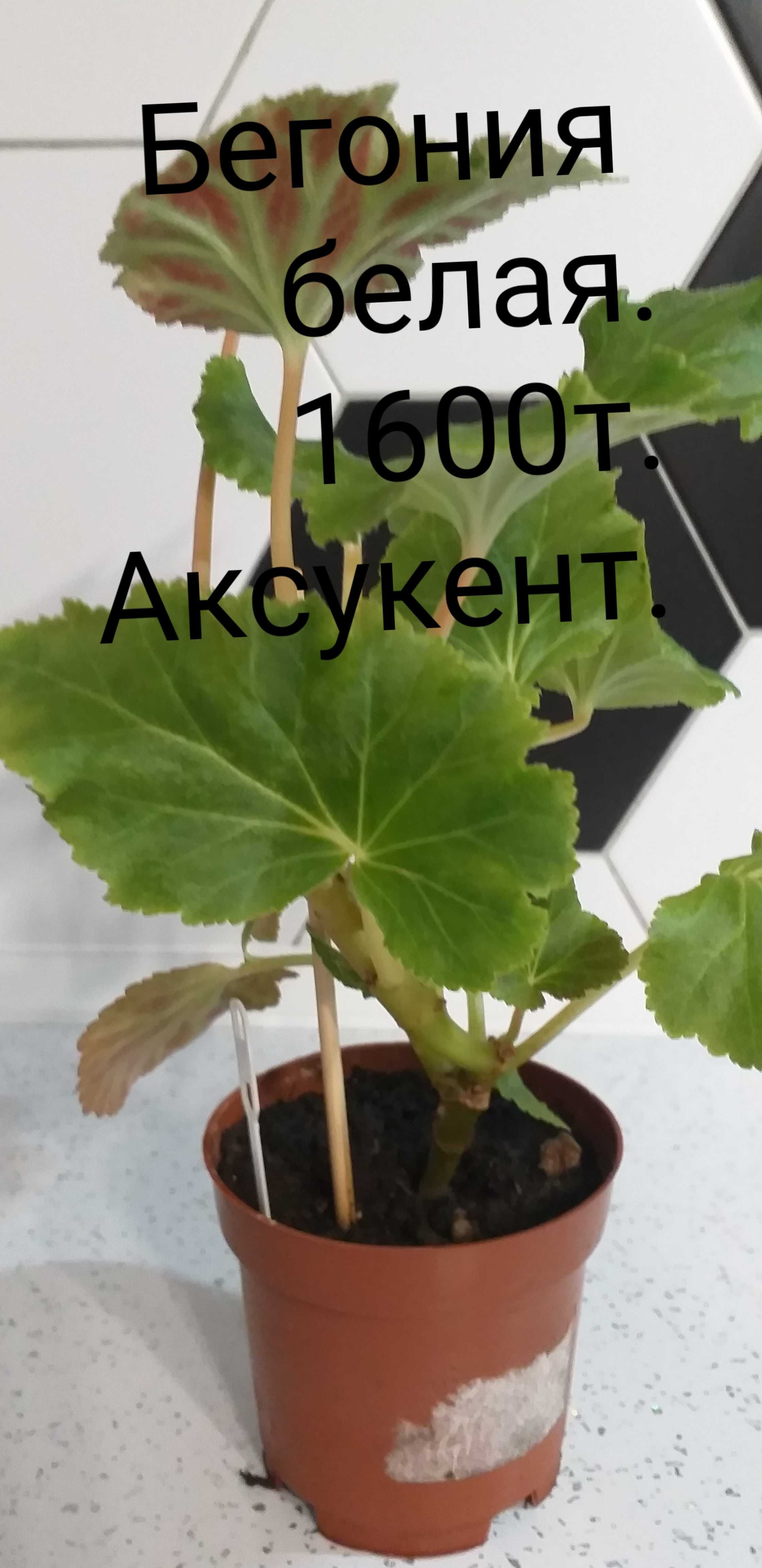 Комнатные цветы .