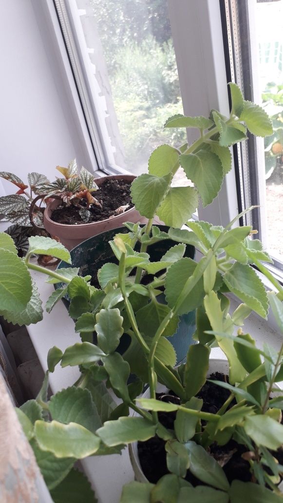 Продам цветы разные большие с горшками