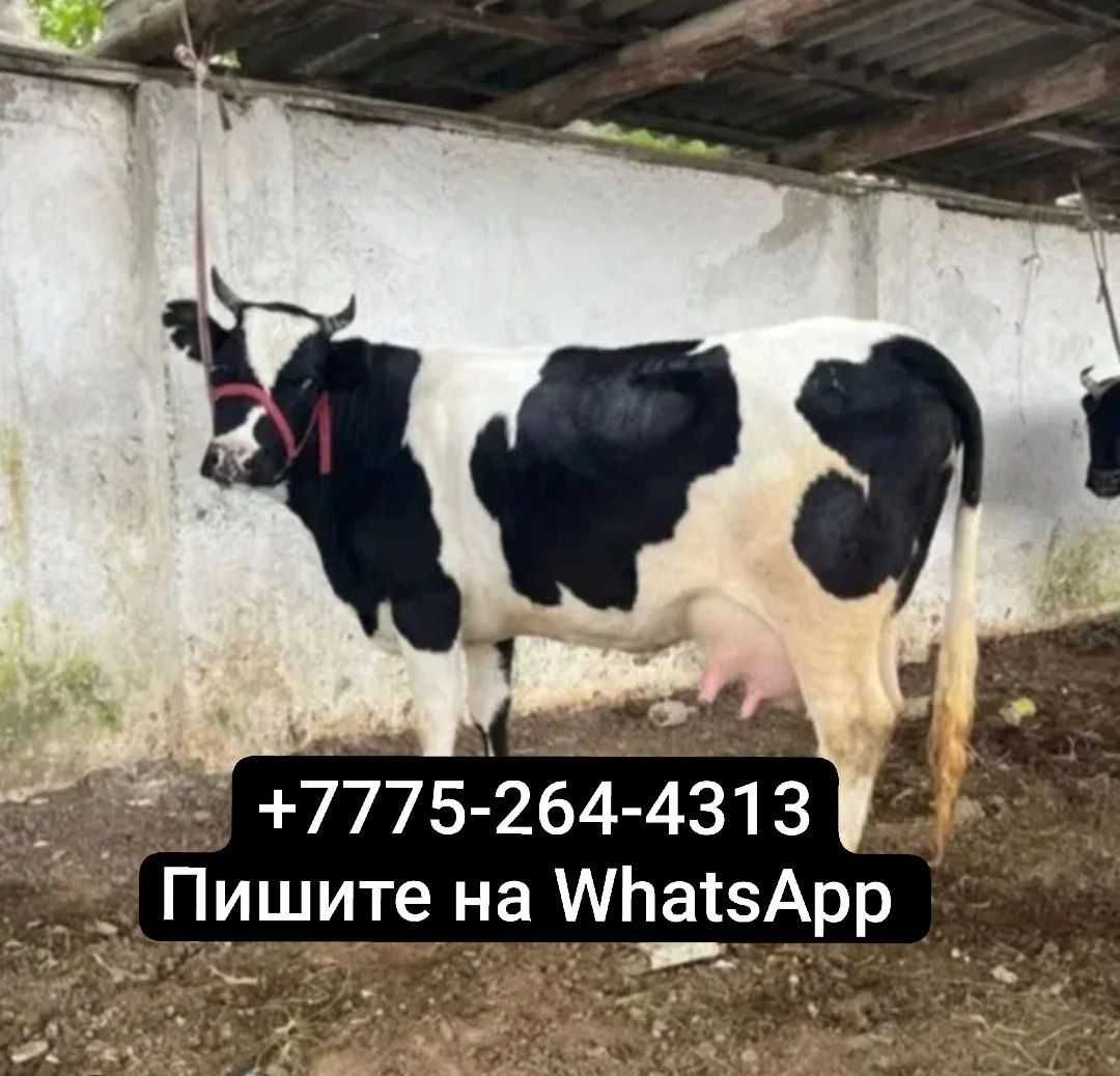 Продам корову дойную молочную ja