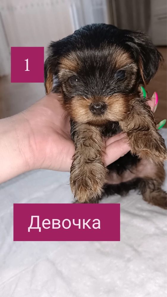 Щенки Ийоркширский терьер