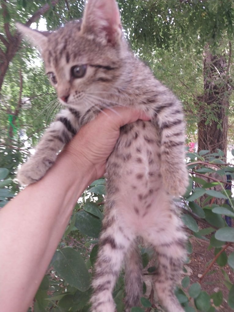Кошечка девочка ,милашка в добрые руки ,друг и игрушка