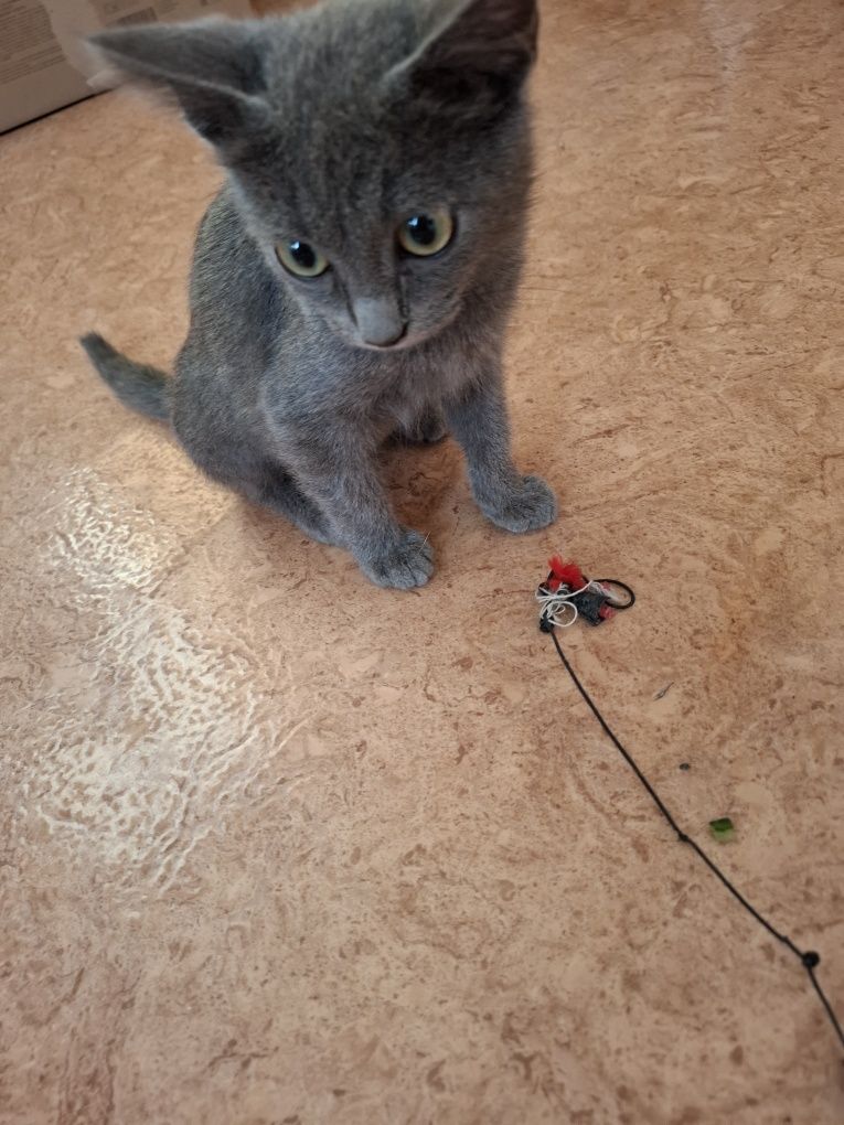 Котёнок  бесплатно  мальчик