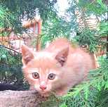 Котята ищут любящих родителей