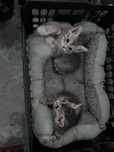 Котенок бесплатно