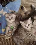 шотландский вислоухий котёнок