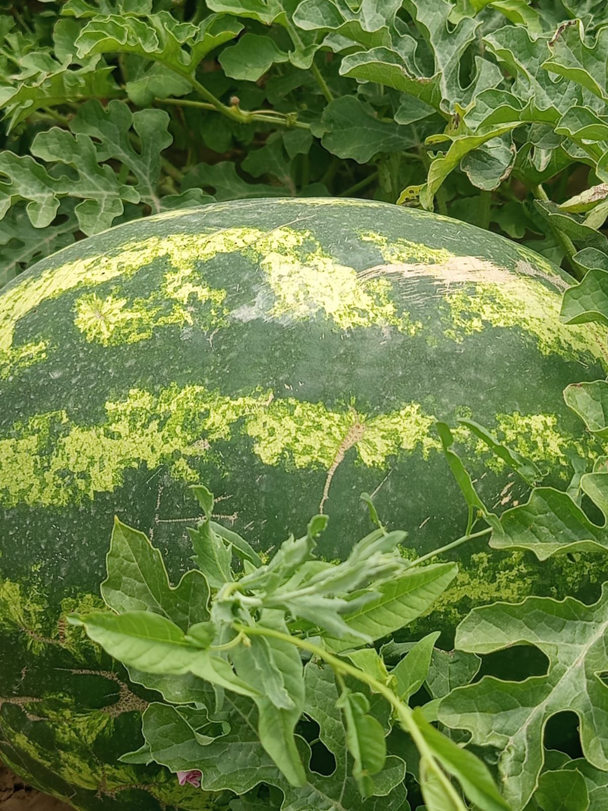 Продам арбузы и  дыни