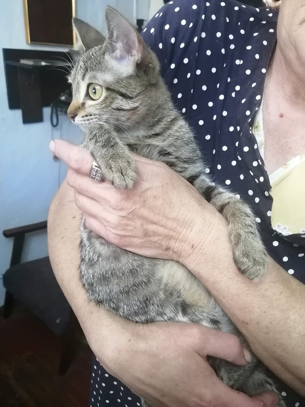 Кастрированные котики подростки ищут дом