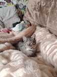 Отдам котёнка в добрые руки