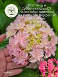 Махровая, ремонтантная Ю ЭНД МИ крупнолистная гортензия.