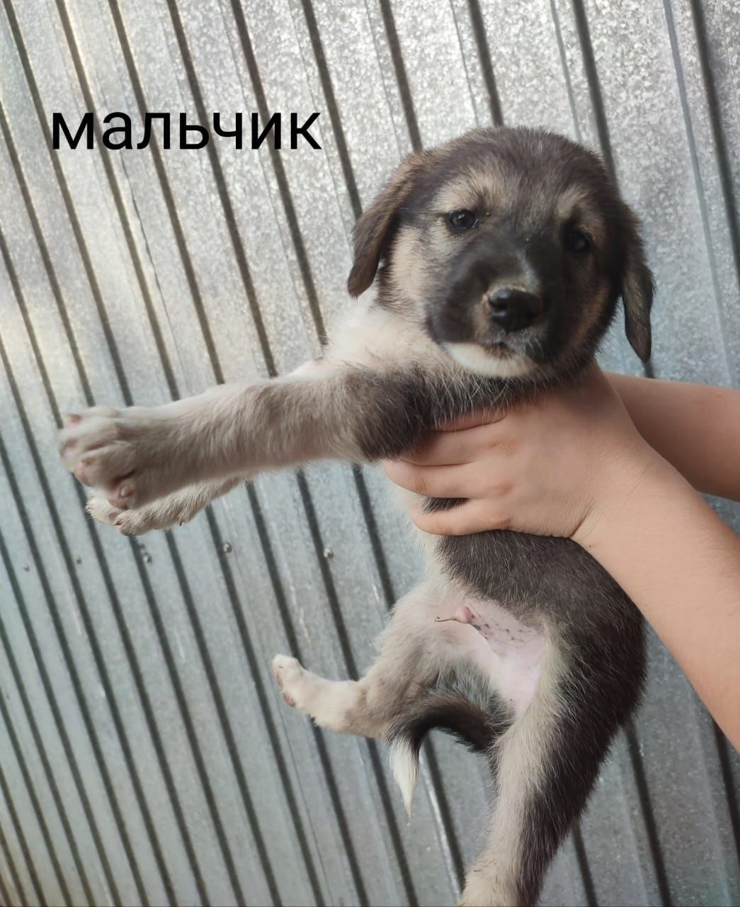 В добрые руки отдаются щенки