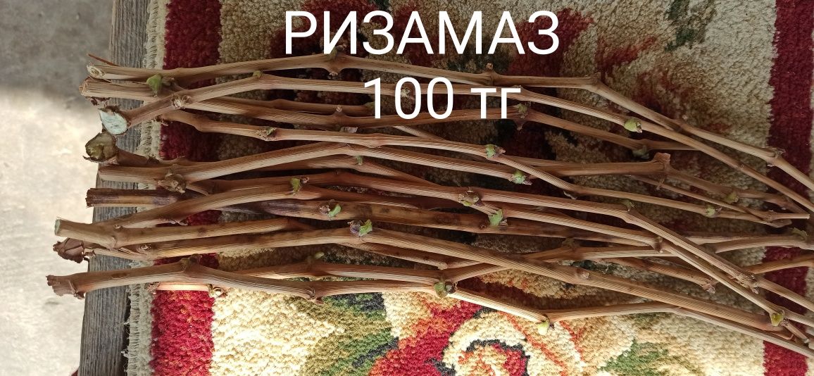 Черенки винограда и корень ризомат