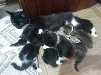 Котята бесплатно