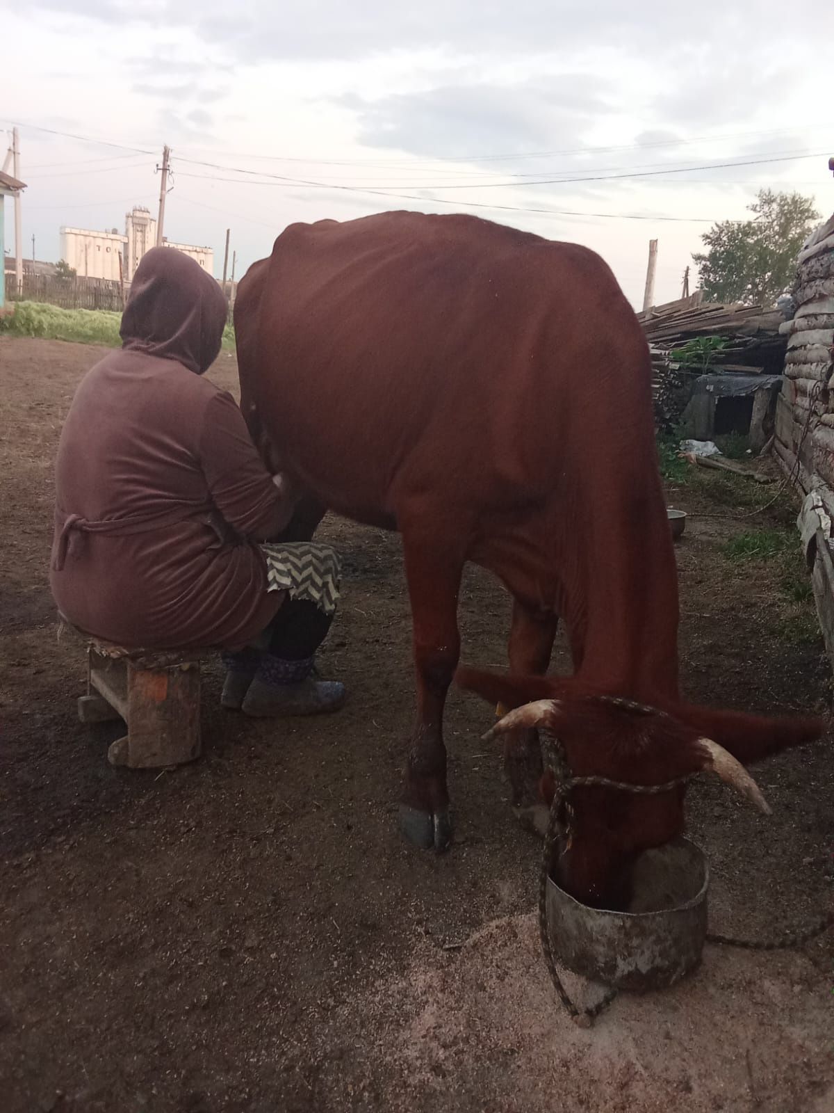 Продам коробу с телянком