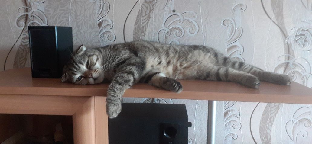 Отдам в хорошие руки. Чистый шотландец.