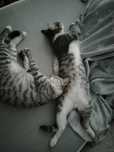 В добрые руки котенок