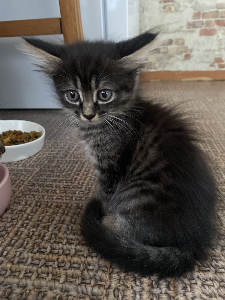 Котятки ищут дом