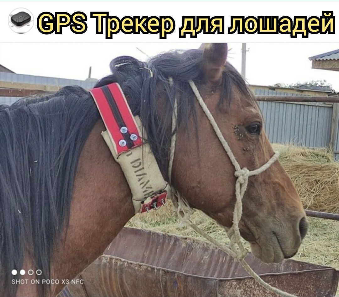GPS трекер для отслеживания лошадей для GSM локации скота