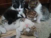 Отдам котят в добрые руки