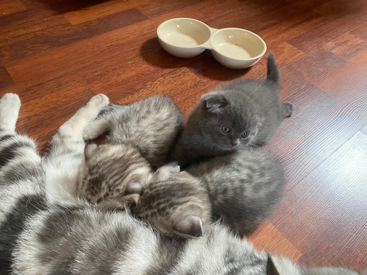 Котята породистые скоттиш-фолд