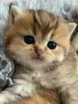 Продам шиншиллок шоу класса