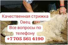 Качественная Стрижка овец