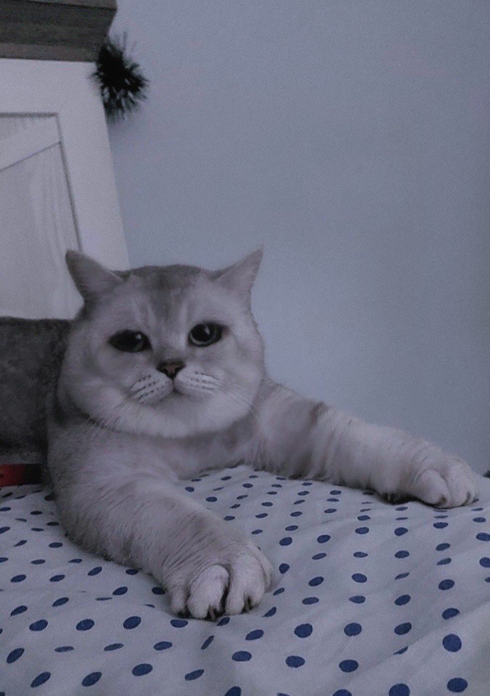 Вязка, котик с опытом ( для прямоухих и вислоухих кошечек)