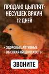 Успей купить! 12-дневные несушки Браун — отличное вложение в яйца!