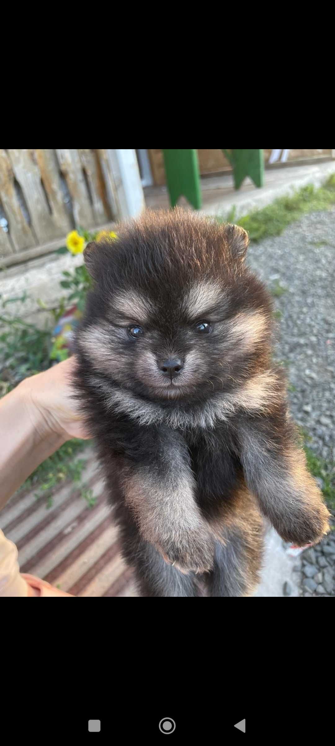 Щенки, шпиц померанский