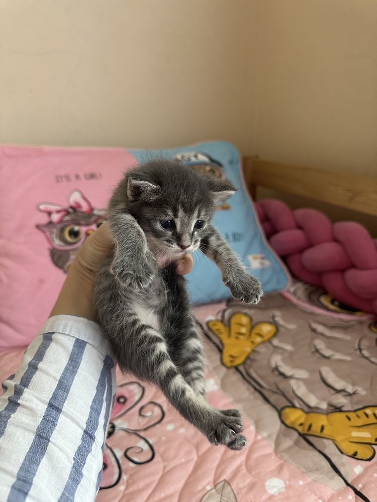 Отдам котят в добрые руки
