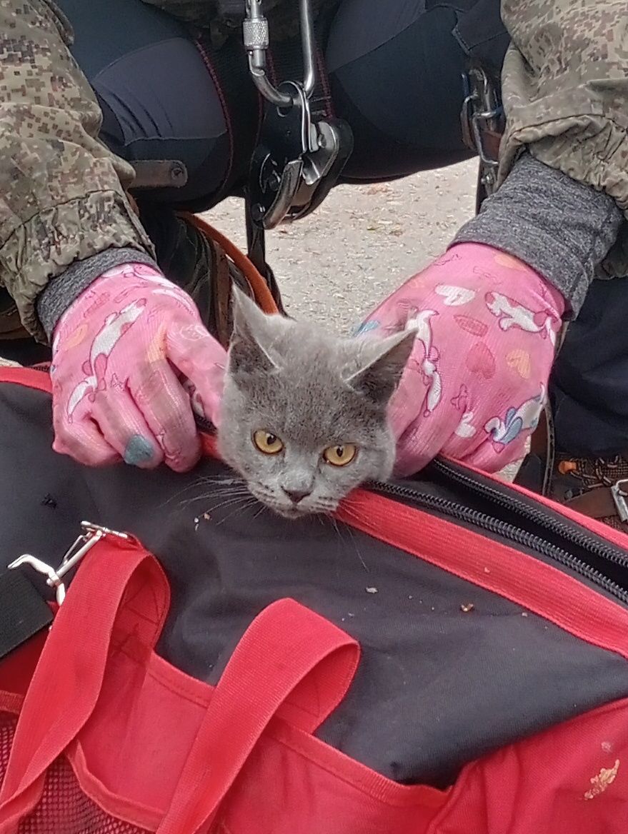 Снять кошку с дерева, убрать гнездо, снять дрон