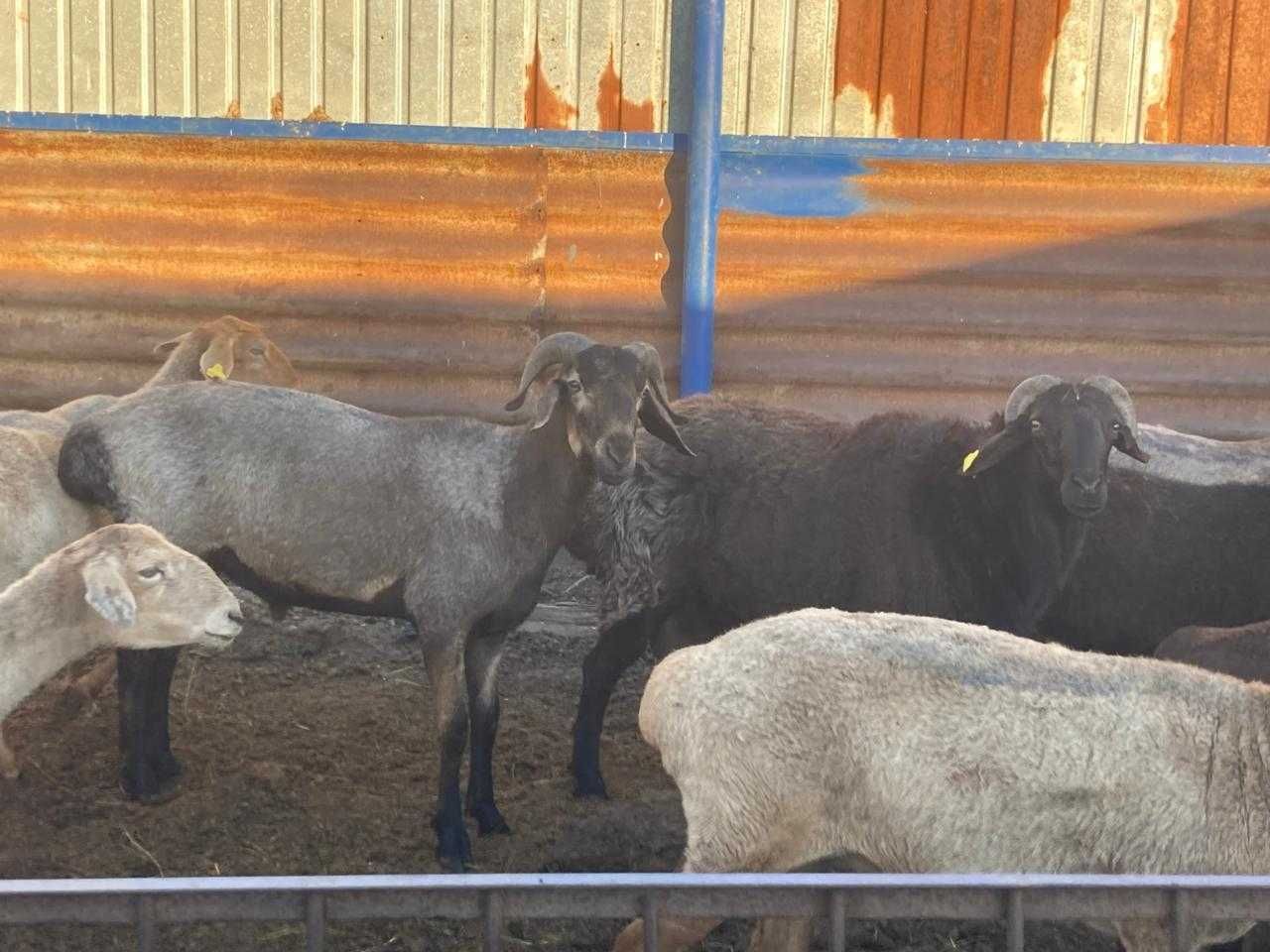 Кошкар / Баран на племя
