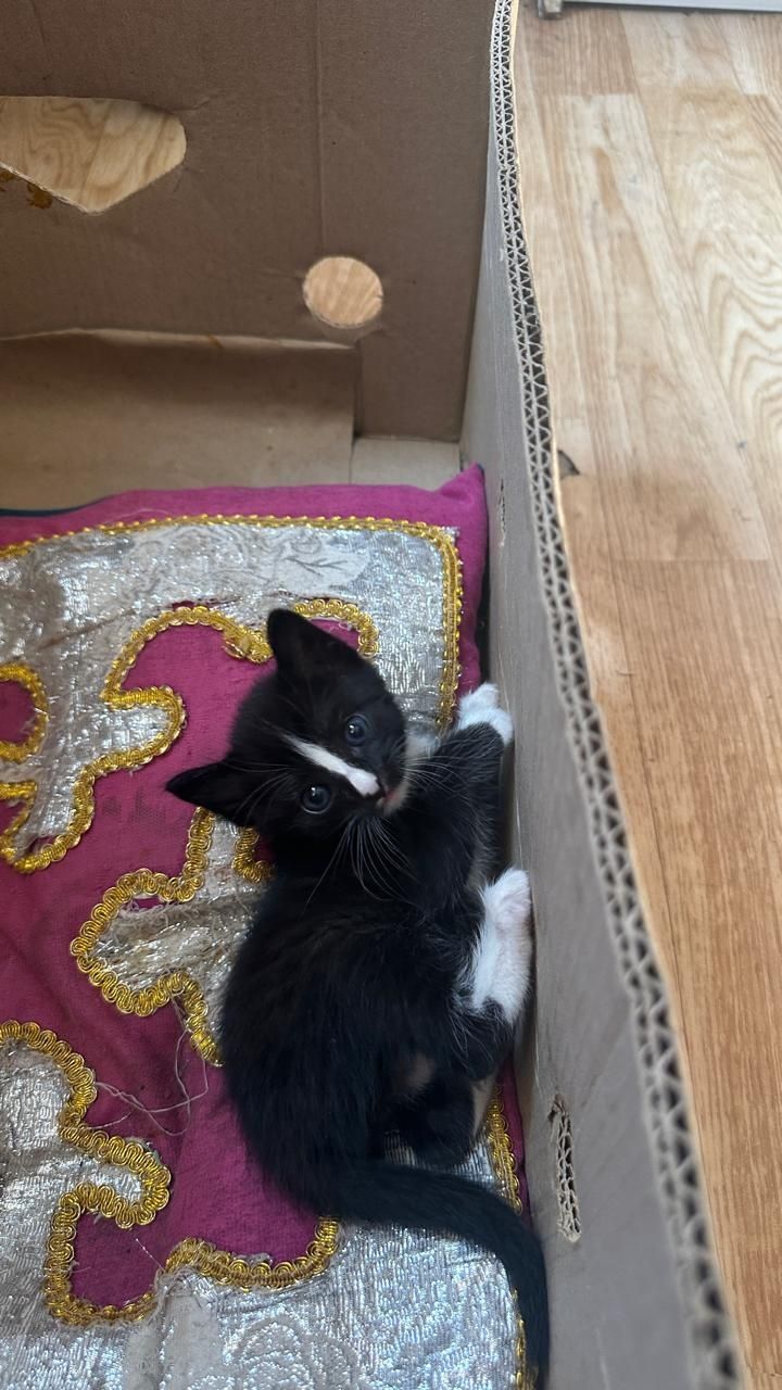 отдам котят в добрые руки,приучены в лоток