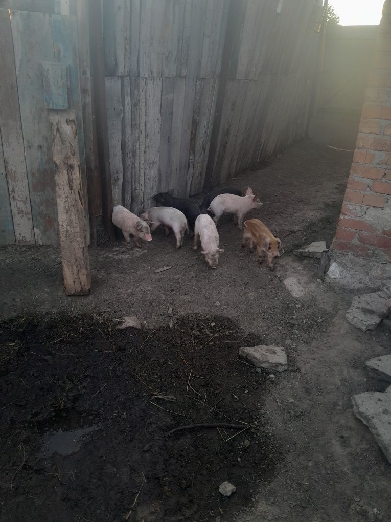Продам  поросят СРОЧНО