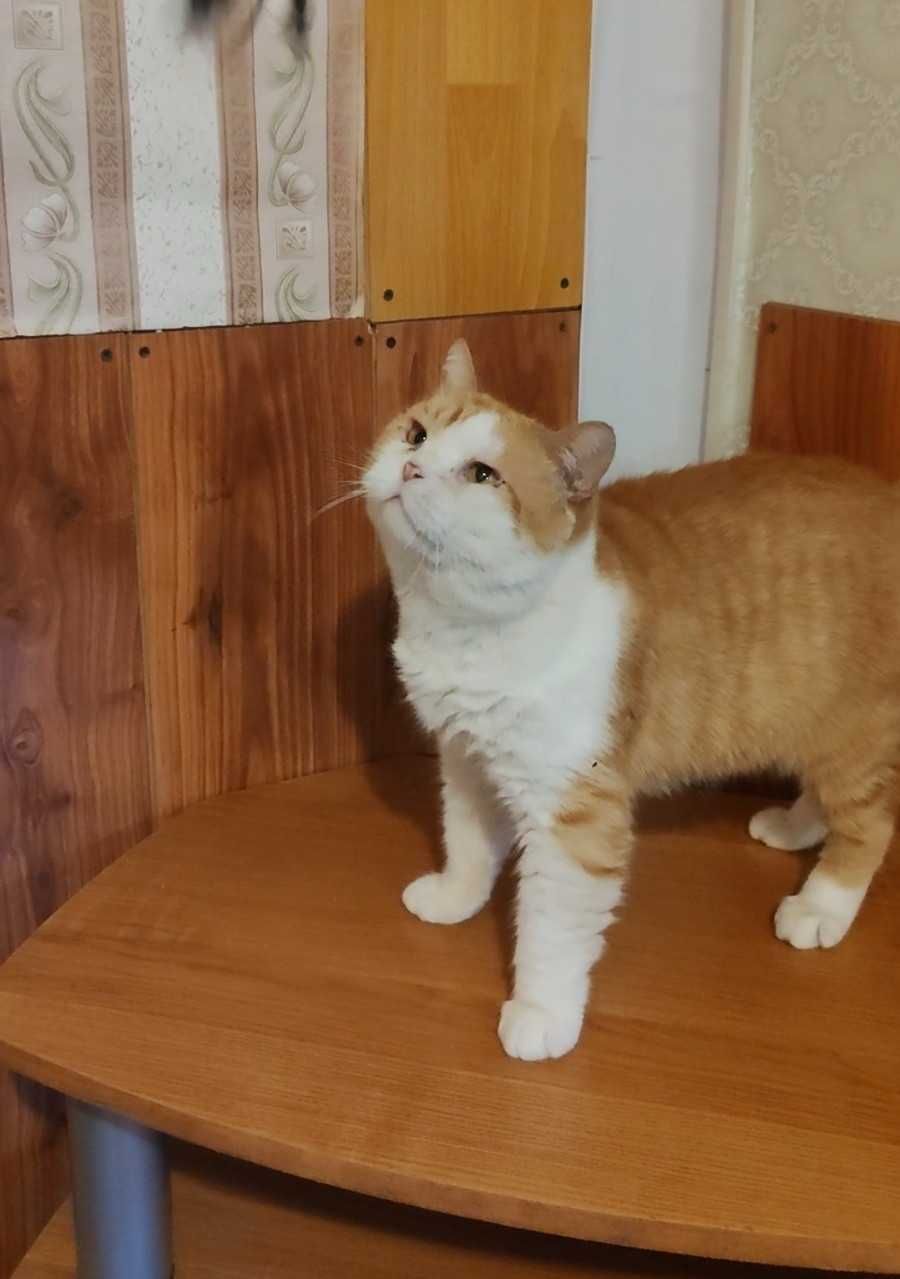 Обаятельный бело-рыжий котик ищет дом