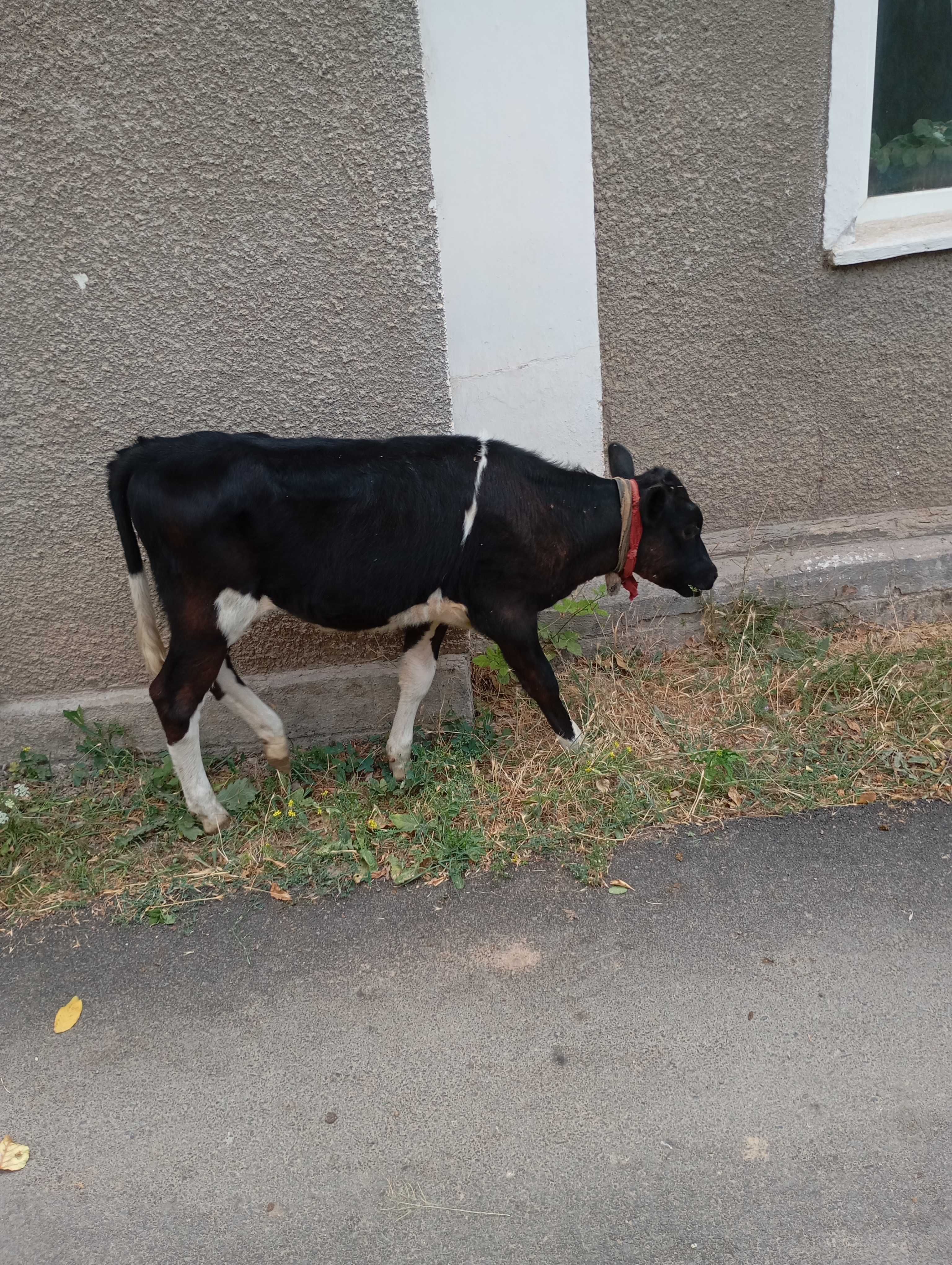 Продаются коровы