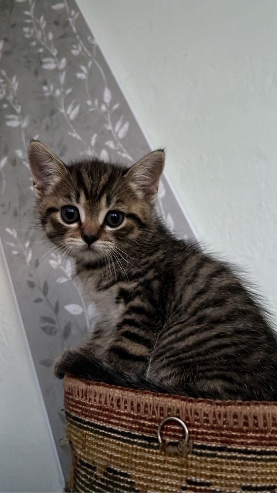 Отдам котят британцев