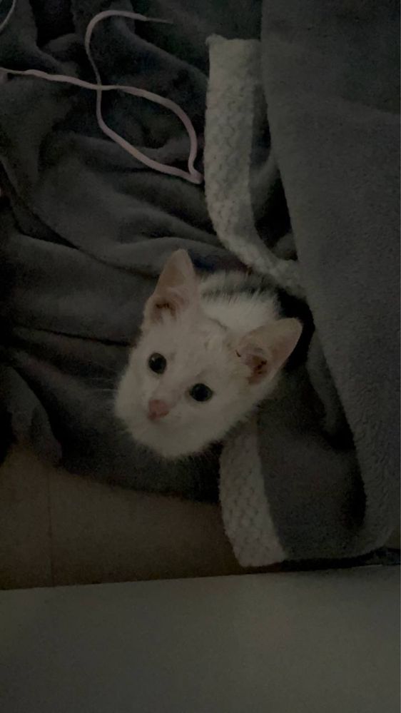 СРОЧНО! котенка в добрые руки
