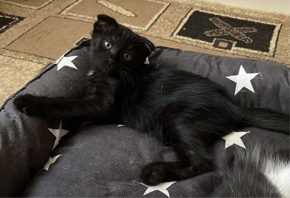 Котята бесплатно