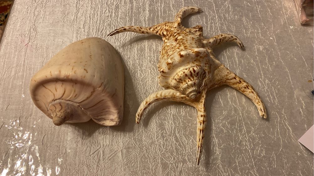 ракушки для декора