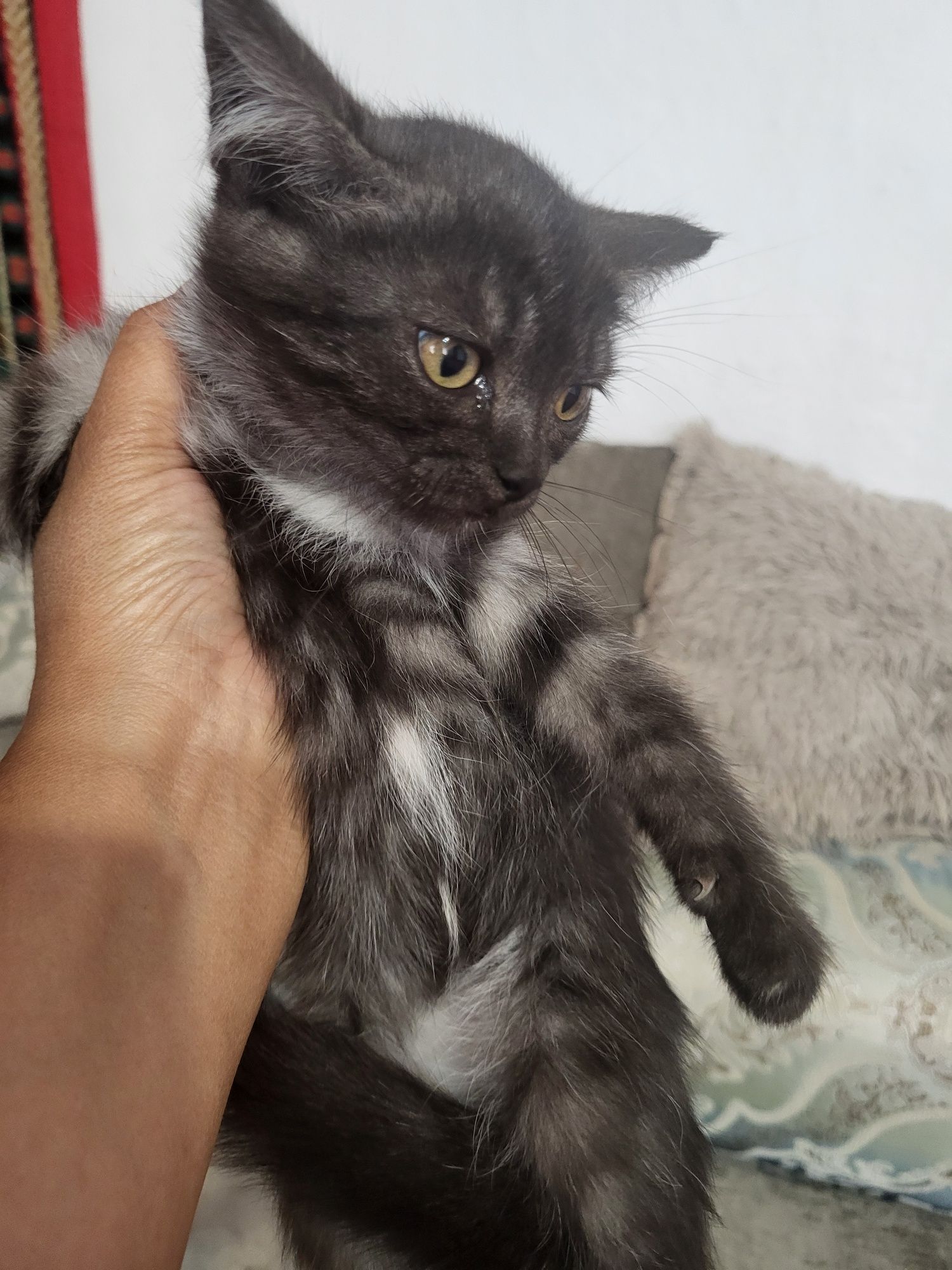 Отдам котят в надежные руки